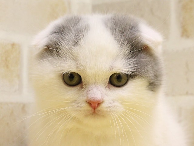 千葉県のスコティッシュフォールド (ペッツワン船橋習志野店/2023年9月30日生まれ/男の子/ブルーホワイト)の子猫